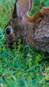 Preview wallpaper hare, grass, food, eyes