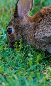 Preview wallpaper hare, grass, food, eyes