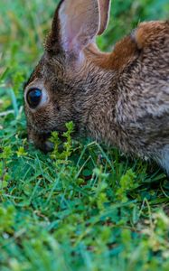 Preview wallpaper hare, grass, food, eyes