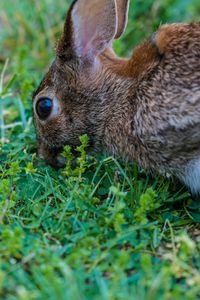 Preview wallpaper hare, grass, food, eyes