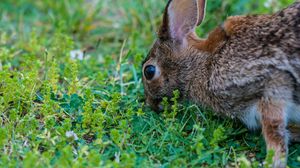 Preview wallpaper hare, grass, food, eyes