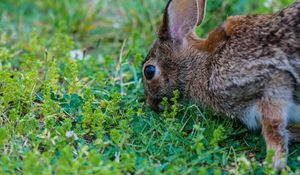Preview wallpaper hare, grass, food, eyes