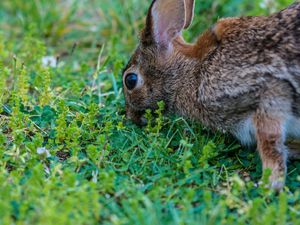 Preview wallpaper hare, grass, food, eyes