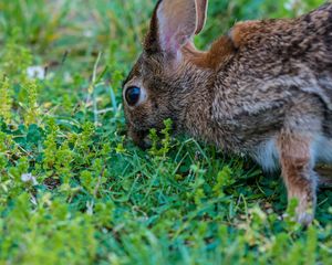 Preview wallpaper hare, grass, food, eyes