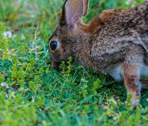 Preview wallpaper hare, grass, food, eyes