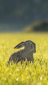 Preview wallpaper hare, grass, funny, sitting