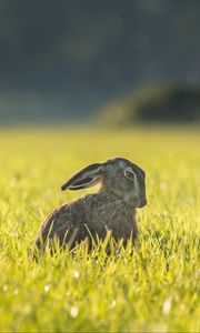 Preview wallpaper hare, grass, funny, sitting