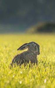 Preview wallpaper hare, grass, funny, sitting