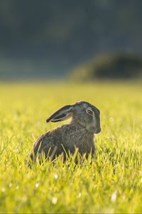 Preview wallpaper hare, grass, funny, sitting