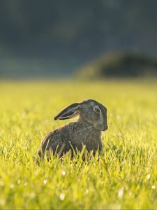 Preview wallpaper hare, grass, funny, sitting