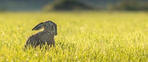 Preview wallpaper hare, grass, funny, sitting