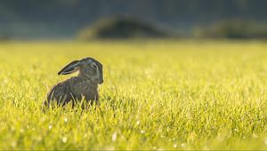 Preview wallpaper hare, grass, funny, sitting