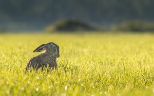 Preview wallpaper hare, grass, funny, sitting