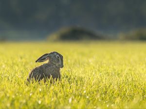 Preview wallpaper hare, grass, funny, sitting