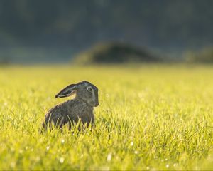 Preview wallpaper hare, grass, funny, sitting