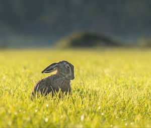 Preview wallpaper hare, grass, funny, sitting