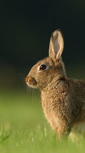 Preview wallpaper hare, grass, rabbit, waiting