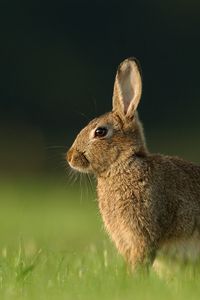 Preview wallpaper hare, grass, rabbit, waiting