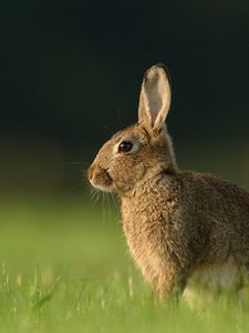 Preview wallpaper hare, grass, rabbit, waiting