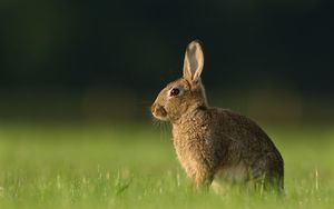 Preview wallpaper hare, grass, rabbit, waiting