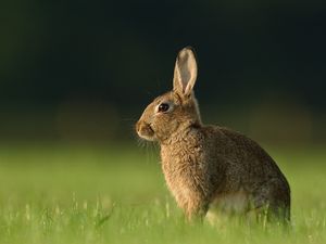 Preview wallpaper hare, grass, rabbit, waiting