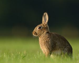 Preview wallpaper hare, grass, rabbit, waiting