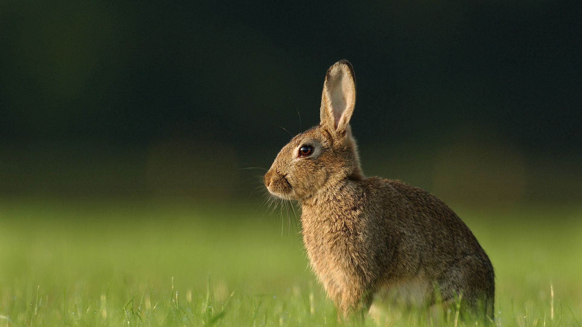 Download wallpaper 1920x1080 hare, grass, rabbit, waiting full hd, hdtv