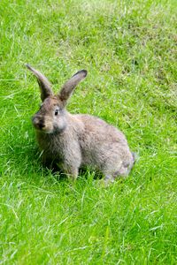 Preview wallpaper hare, grass, walk