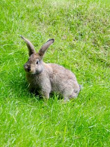 Preview wallpaper hare, grass, walk