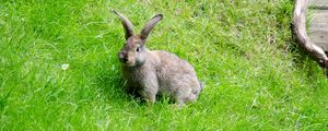 Preview wallpaper hare, grass, walk