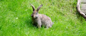 Preview wallpaper hare, grass, walk