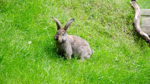 Preview wallpaper hare, grass, walk