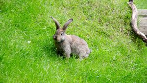 Preview wallpaper hare, grass, walk