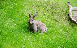 Preview wallpaper hare, grass, walk