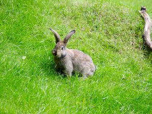 Preview wallpaper hare, grass, walk