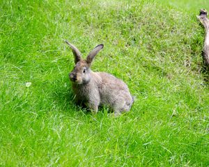 Preview wallpaper hare, grass, walk