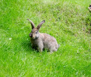 Preview wallpaper hare, grass, walk