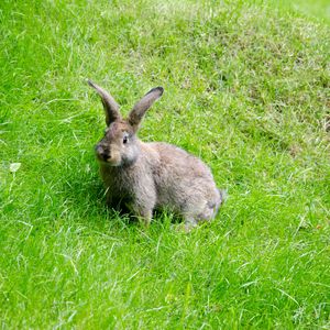 Preview wallpaper hare, grass, walk