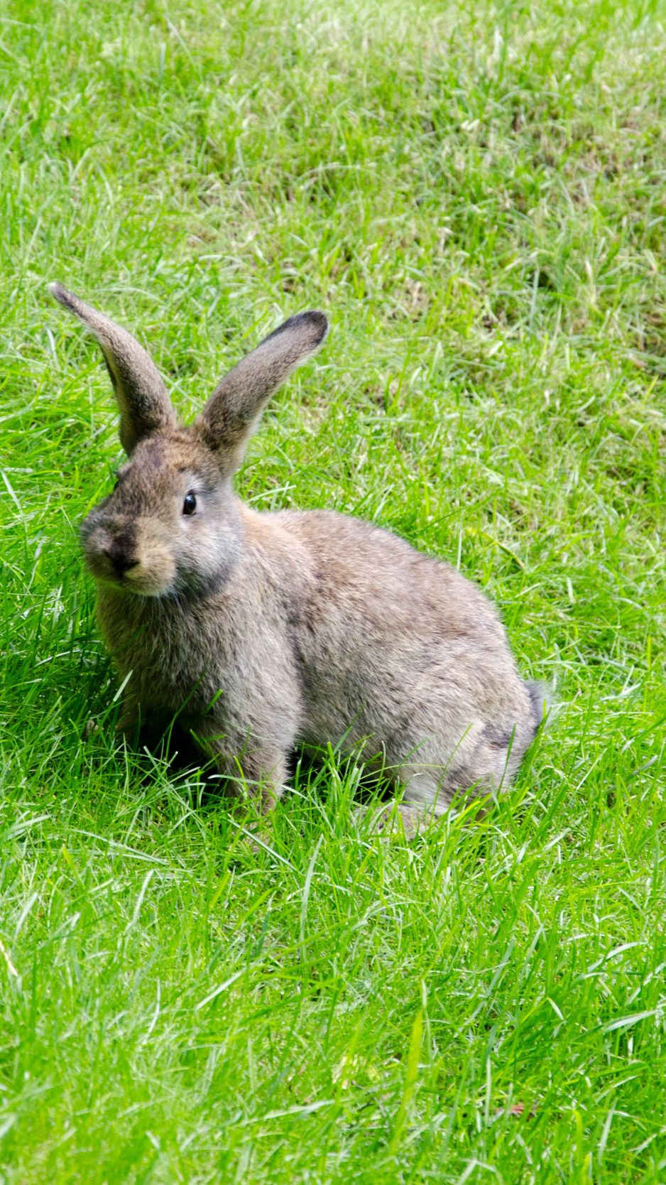 938x1668 Wallpaper hare, grass, walk