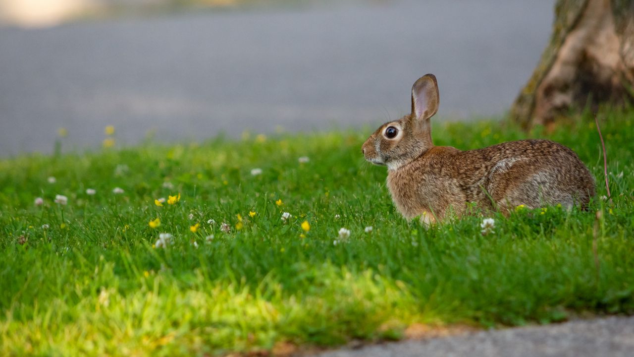 Wallpaper hare, grass, wildlife, animal