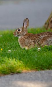 Preview wallpaper hare, grass, wildlife, animal