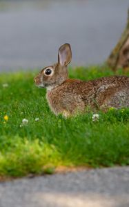 Preview wallpaper hare, grass, wildlife, animal
