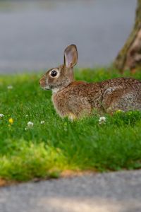 Preview wallpaper hare, grass, wildlife, animal