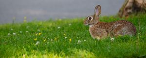 Preview wallpaper hare, grass, wildlife, animal