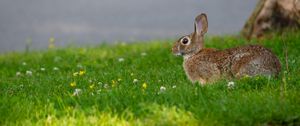 Preview wallpaper hare, grass, wildlife, animal