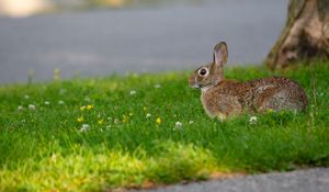 Preview wallpaper hare, grass, wildlife, animal