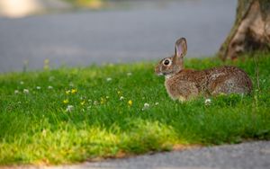 Preview wallpaper hare, grass, wildlife, animal