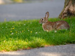 Preview wallpaper hare, grass, wildlife, animal