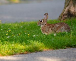 Preview wallpaper hare, grass, wildlife, animal