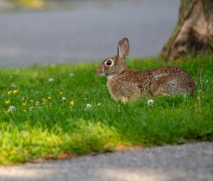 Preview wallpaper hare, grass, wildlife, animal